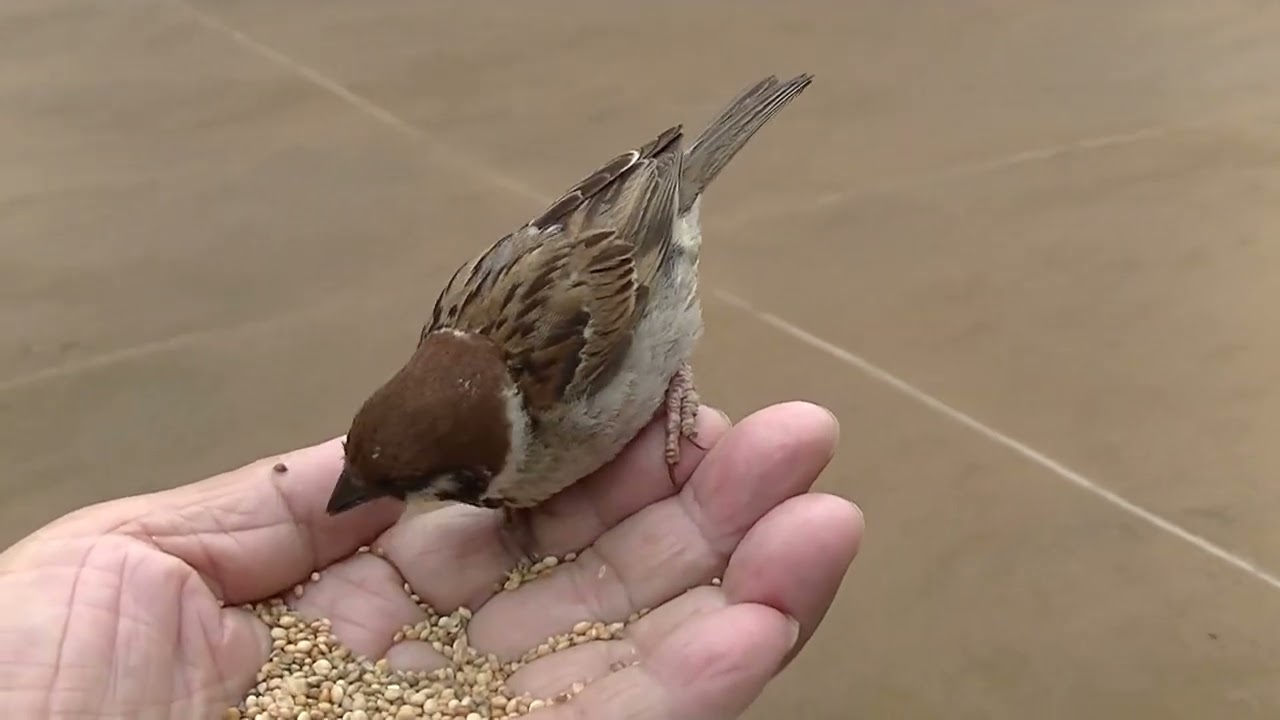 餌を貰いに手の上に飛んで来る親鳥 20260702 3 （天満宮） - YouTube