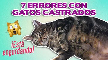 ¿Por qué aumentan de tamaño los gatos esterilizados?