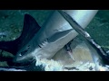 Marine Life Observation Quiz