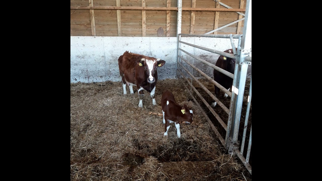 HET  BRANDROOD   HET BRANDRODE RUND