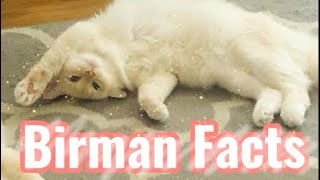 6 Facts About Birman’s You Should Know Before Getting a Birman ❤    #birman #facts #cats #love