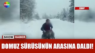 Elle Yaban Domuzu Yakaladı
