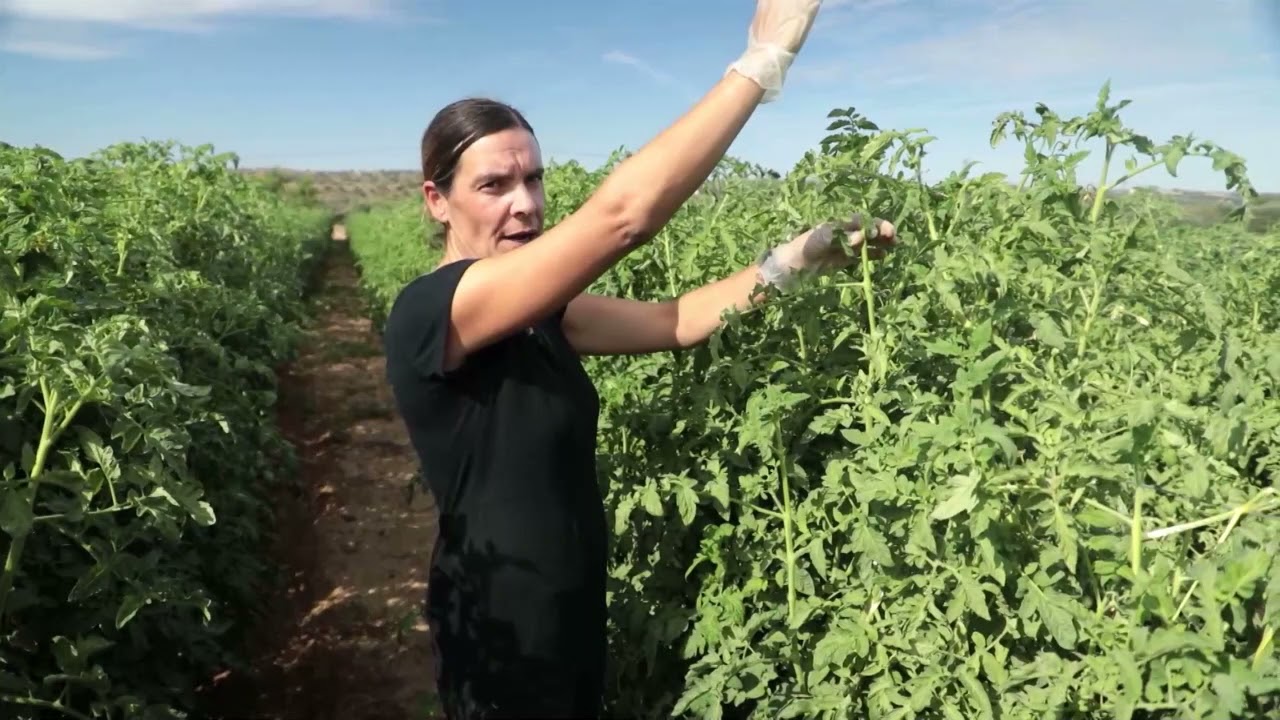 Plantar tomates al aire libre o en invernadero