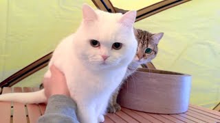 猫とテント生活してみたらこうなりました…