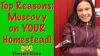 Top Reasons for Homesteading with Muscovy Ducks (EP69)