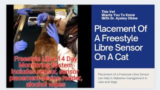 TVWYTK - Placement Of A Freestyle Libre Sensor On A Cat