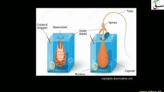 Digestion in Hydra  | Swap Education