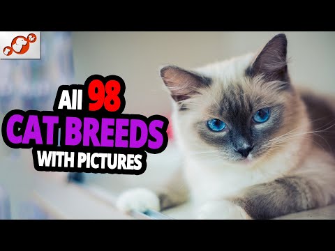 Video: What All Breeds Of Cats Look Like