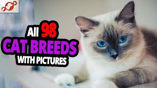 All Cat Breeds AZ With Pictures! (all 98 breeds in the world)