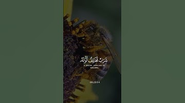 واوحي ربك إلي النحل أن اتخذي من الجبال بيوتا #سورة_النحل #خالد_الجليل