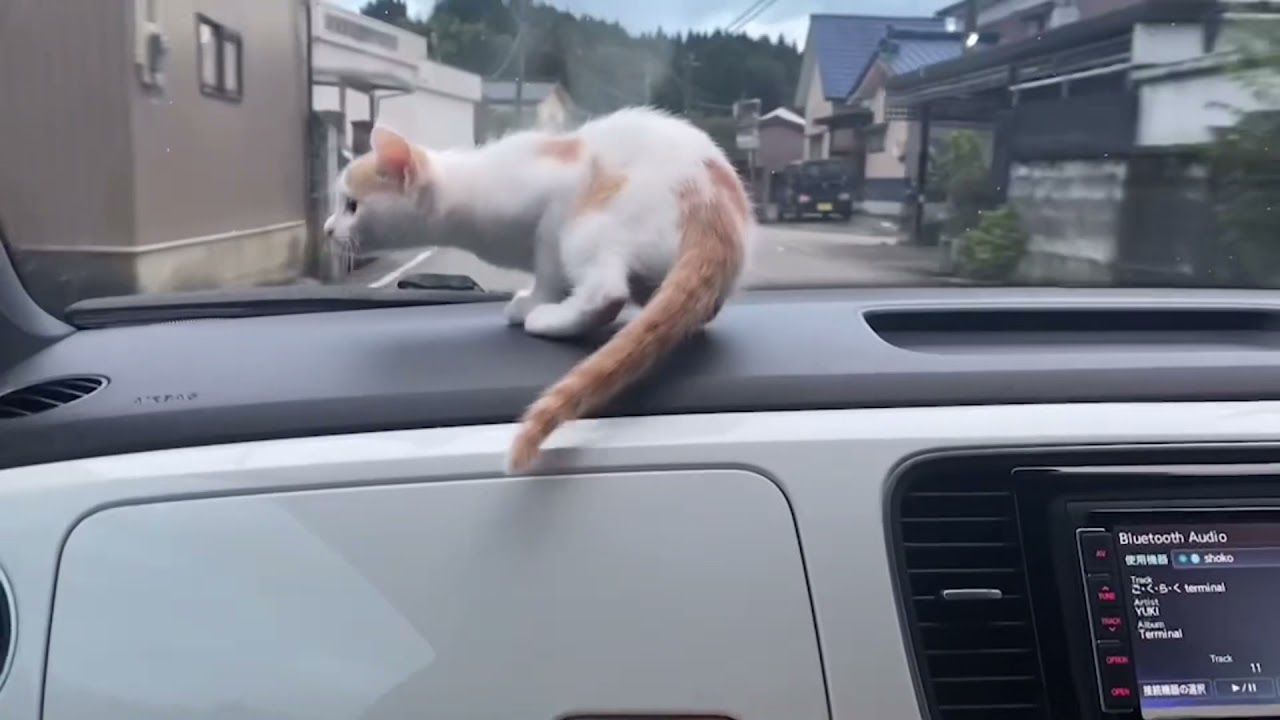 保護猫 ドライブ🚗 - YouTube
