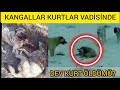 KANGAL SÜRÜSÜ KURTLAR VADİSİNE GİRDİ!