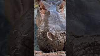 another dental check #1 #shorts #hippo #hippopotamus #animals #zoo #shortsyoutube