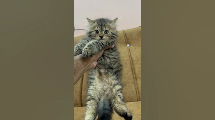 Video 5532761: tabby persian, cat
