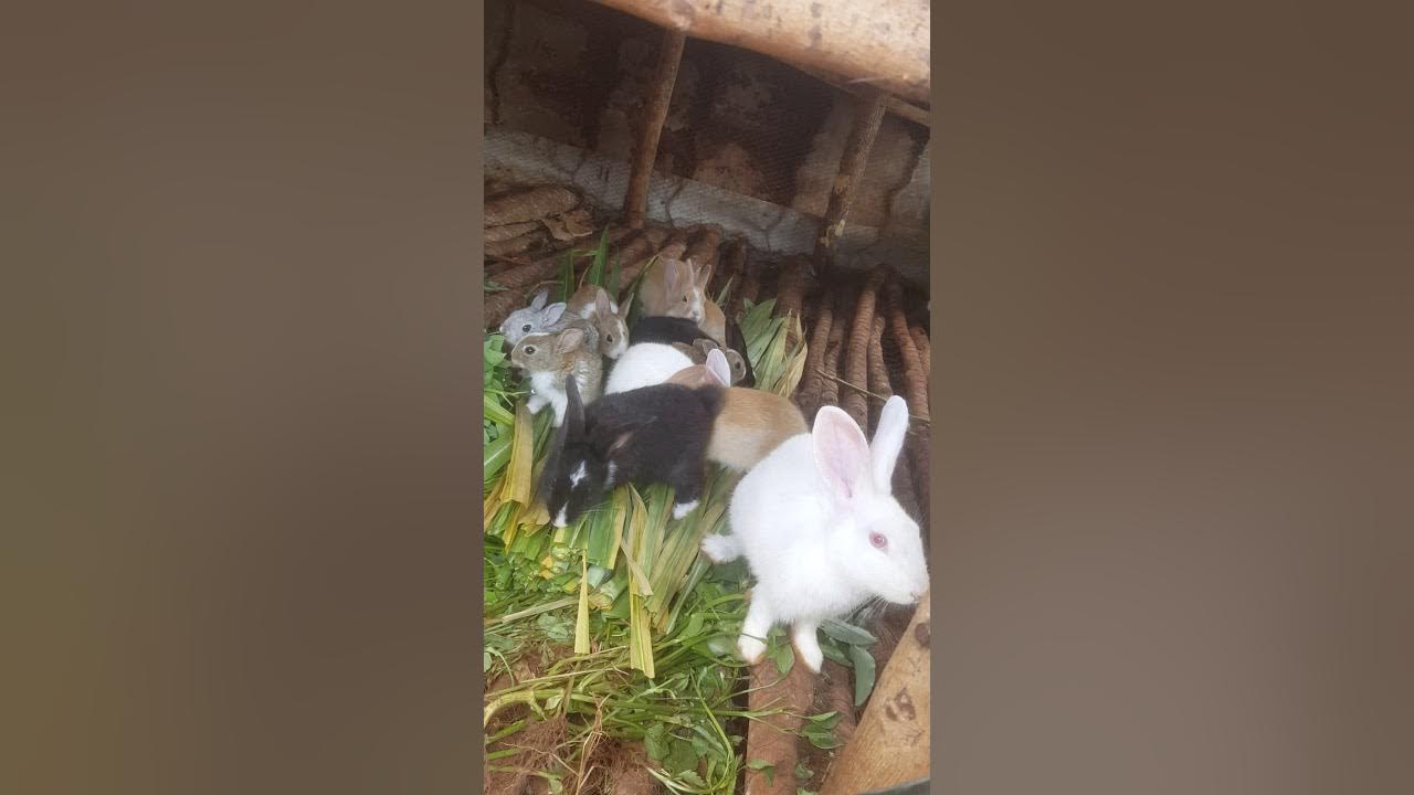 Rabbit farming uganda YouTube