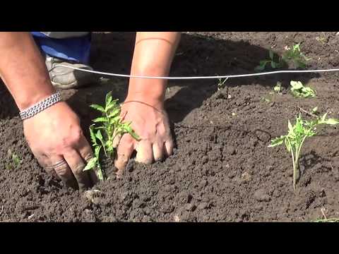 Video: Plantarea Răsadurilor Crescute Pe Teren Deschis. Greșeli Tipice