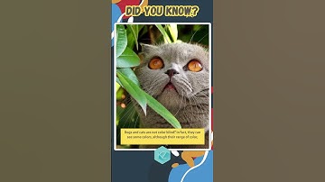 Thumbnail of Fun Facts: Dogs and Cats Are Not Color Blind #cat #wildlife #shorts