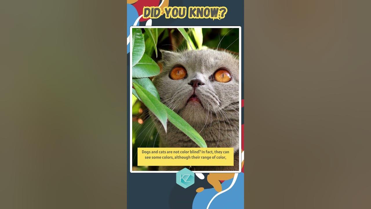 Fun Facts: Dogs and Cats Are Not Color Blind #cat #wildlife #shorts
