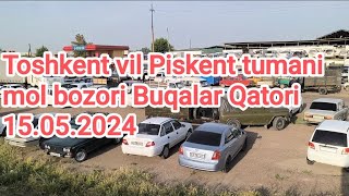 Toshkent vil Piskent tumani chorva mol bozori Buqalar Qatori 15.05.2024👍👍👍👍👍