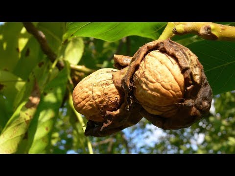 Video: Macadamia - Contenuto Calorico, Proprietà Benefiche, Valore Nutritivo, Vitamine