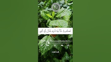 #تلاوات_مطرف_المطرف #لا_اله_الا_الله #راحة_نفسية #السعودية #القرآن_الكريم #لايك #اكسبلور #المصحف
