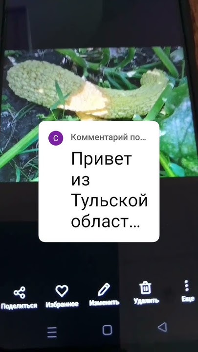 Кабачок "Гуси лебеди" - YouTube