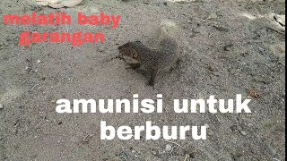 melatih anak garangan untuk pandai berburu