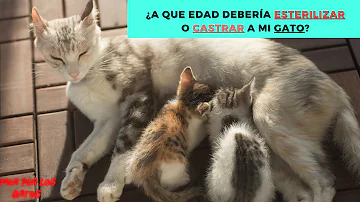 ¿A qué edad empiezan a rociar los gatos machos?