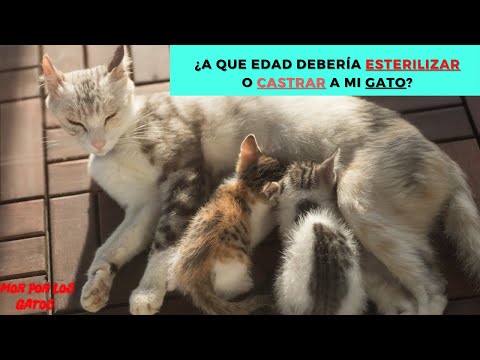 Video: ¿A qué edad se puede esterilizar a una gata?