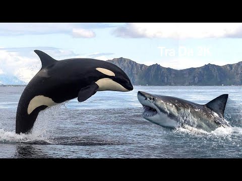 Video: Tôi có thể nhìn thấy cá voi ở đâu trong tự nhiên? Cá voi sống ở đâu? Có bao nhiêu loại cá voi