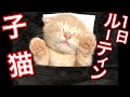 生後2か月の子猫の1日ルーティン【短足マンチカン】