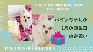 【Chihuahua】チワワのパインちゃん！1歳の誕生日のお祝いPine-chan of　Chihuahua!  1st birthday celebration
