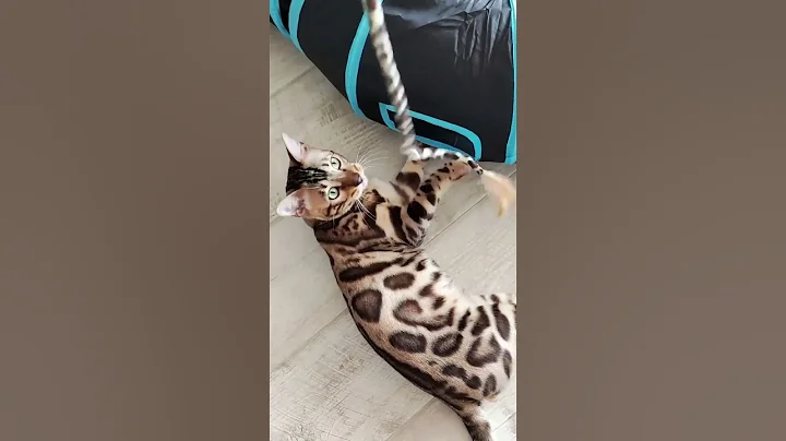 Video 11039821: bengalcat cat, little bengal cat, bengal cat playing