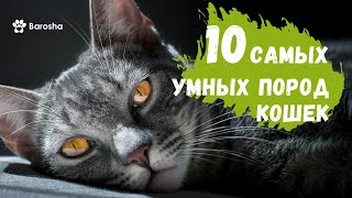 🧠 10 самых умных пород кошек 🧠