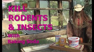 KILL RODENTS AND INSECTS WITH BAKING SODA