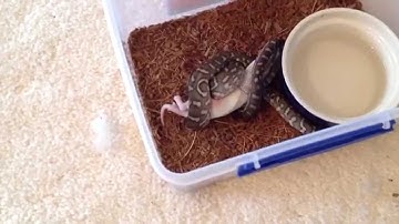 First feeding of fuzzy Rat to my Bredli Python Part 4