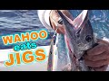 Wahoo on vertical Jigs Fishing off Marathon {Catch &amp; Cook}