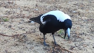 Thoughts About Feeding Magpies And Wildlife In General
