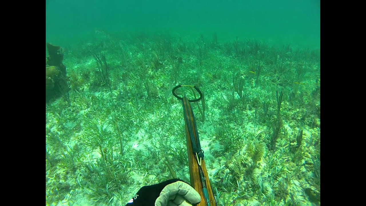 Key Largo Spearfishing Hogfish Part 1 YouTube