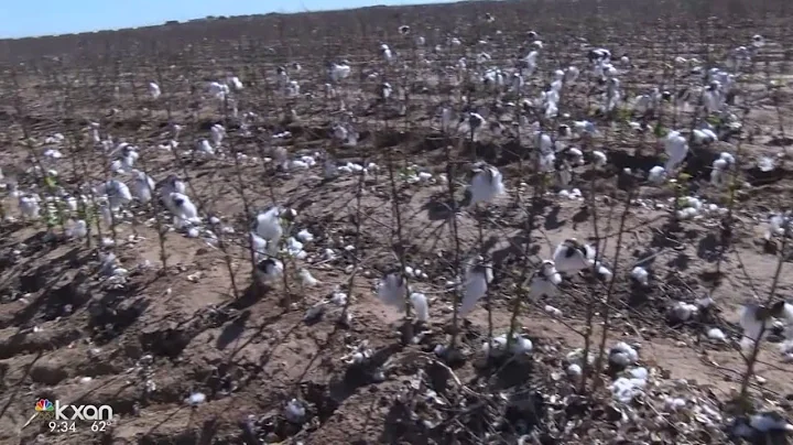 Texas lawmakers fighting to help cotton farmers in the state