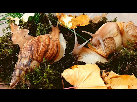 🤩КАК И ЧЕМ УКРЕПИТЬ РАКОВИНУ (ПАНЦИРЬ) УЛИТКИ АХАТИН🐌⚒