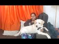 #labradorpuppies playing with family| #labrador 🎃🎃🎃| #hindi vlogs