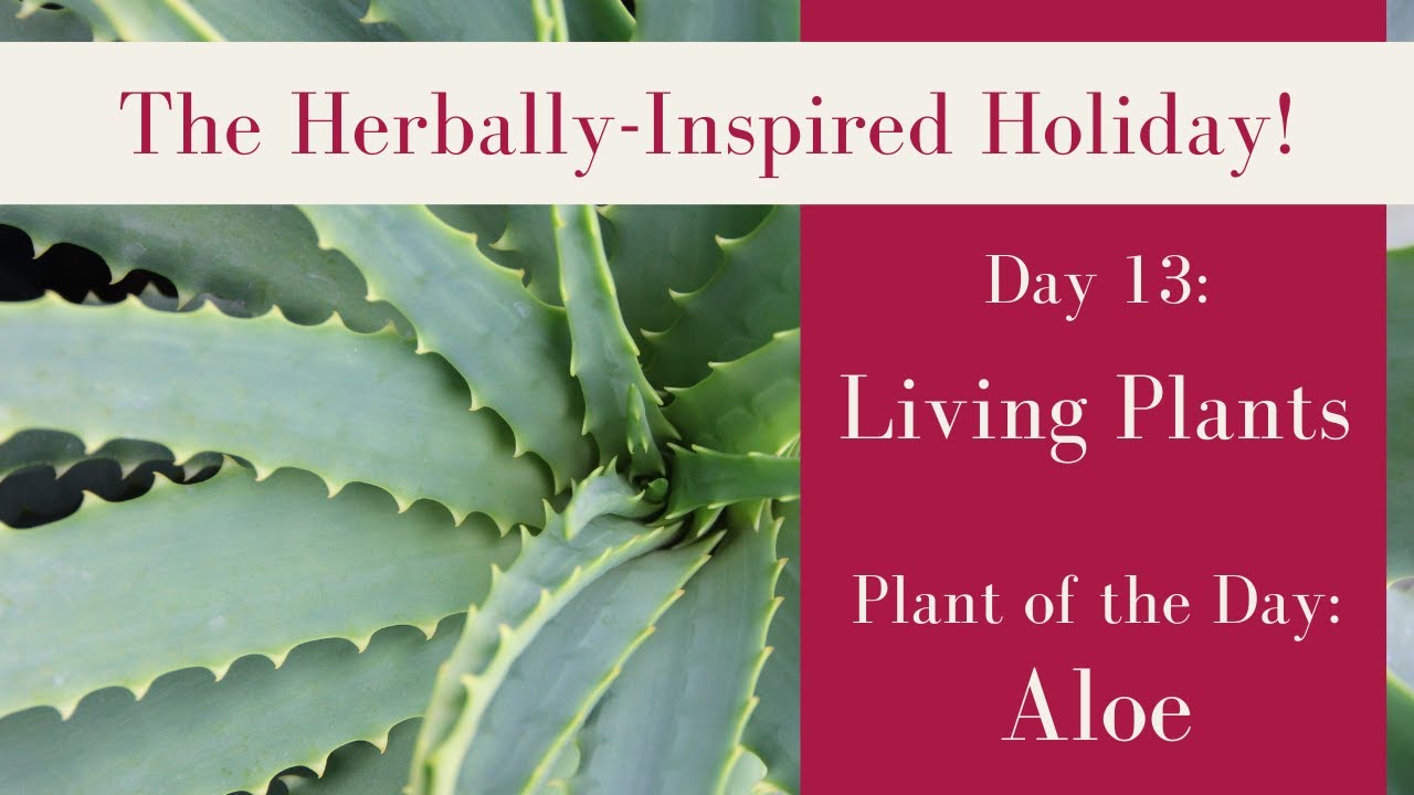 Gifting Live Plants | Aloe | Herbal Holiday Day 13