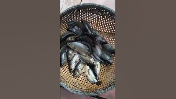 Câu cá rô đồng mùa nước nổi ở Hậu Giang - phần cuối