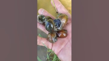 ốc bươu vàng ăn lúa non #shorts