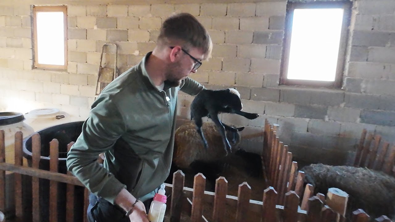 Luki, najmlađem stočaru iz Bistrice ovca ojanjila petero janjadi