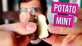 AFRICAN POTATO MINT - An edible root that comes from a mint plant