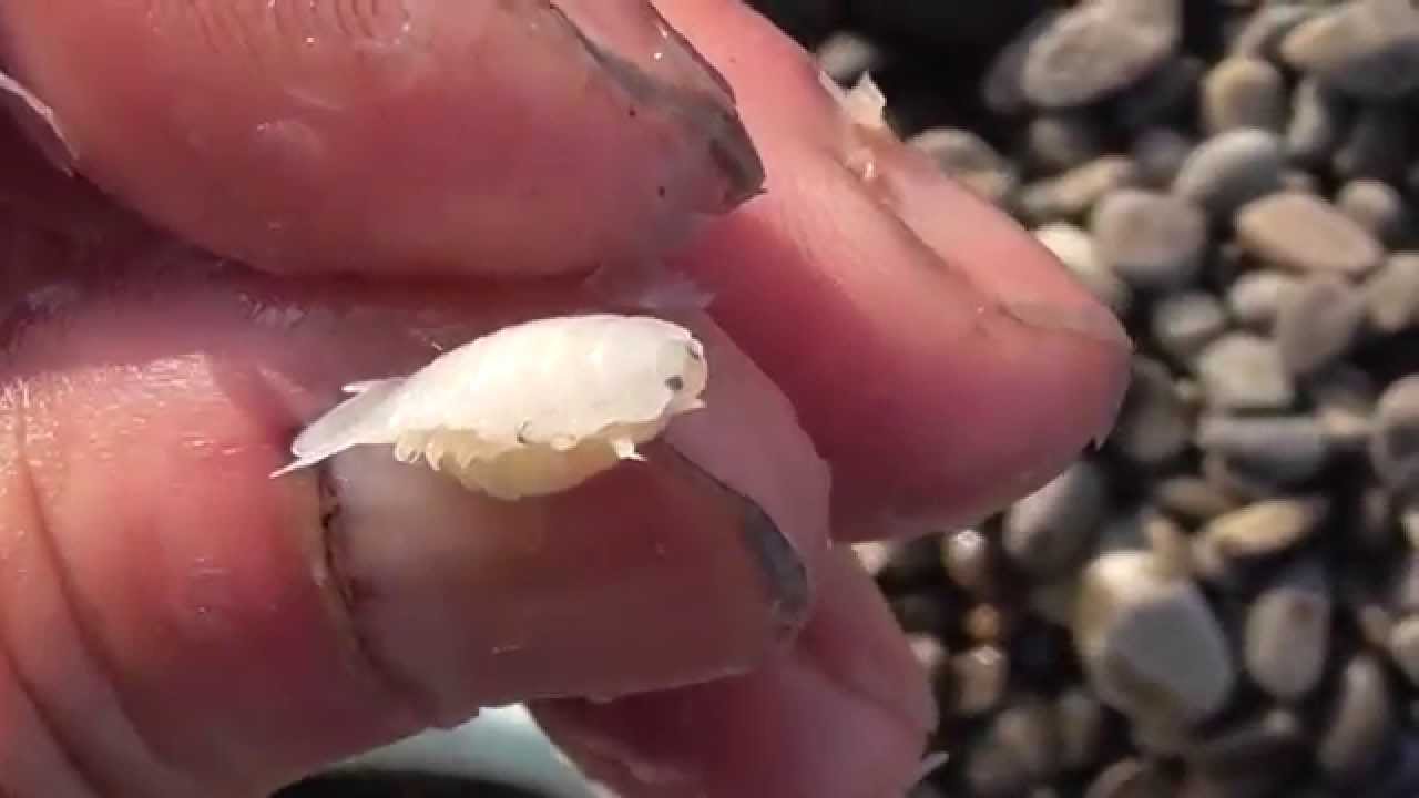 サヨリに付いている寄生虫 養殖魚にはほとんどないのですが 天然魚に寄生虫は付き物 サヨリヤドリムシ 見た目はちょっと と思われるかもしれませんが無害なのでご安心を 和歌山 釣太郎 Youtube