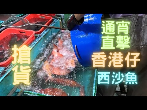 12May 23:00香港仔魚欄通宵直擊😎搶西沙魚❗為母親節準備😍打仗咁,搶呀🤣真係夜晚玩到天光~fishcutting香港海鮮~社長遊街市Seafood