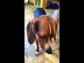 Dog eating peanut butter (off a spoon)